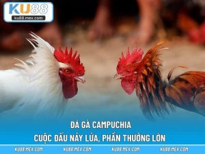 Đá Gà Campuchia