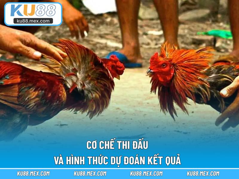 Cơ chế thi đấu và hình thức dự đoán kết quả