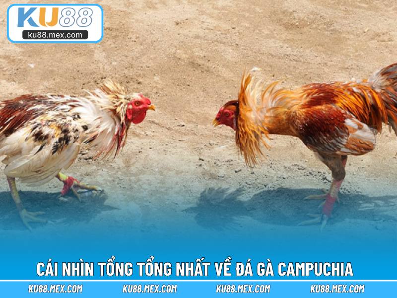 Cái nhìn tổng tổng nhất về đá gà Campuchia