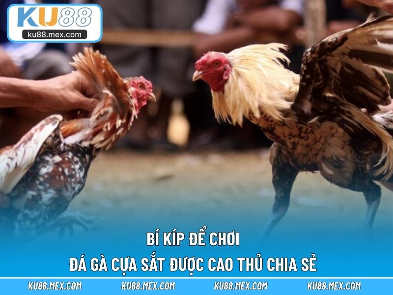 Bí kíp để chơi đá gà cựa sắt được cao thủ chia sẻ
