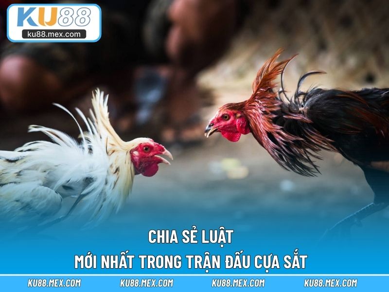 Chia sẻ luật mới nhất trong trận đấu cựa sắt