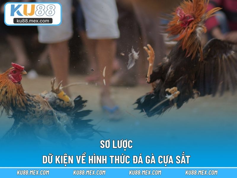 Sơ lược dữ kiện về hình thức đá gà cựa sắt