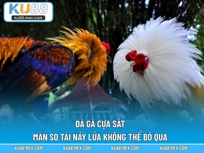 Đá Gà Cựa Sắt