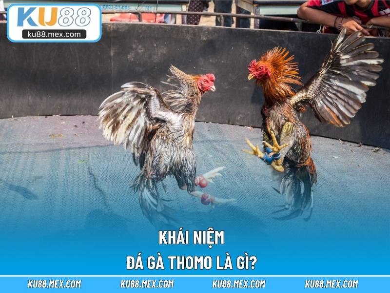 Khái niệm đá gà thomo là gì?