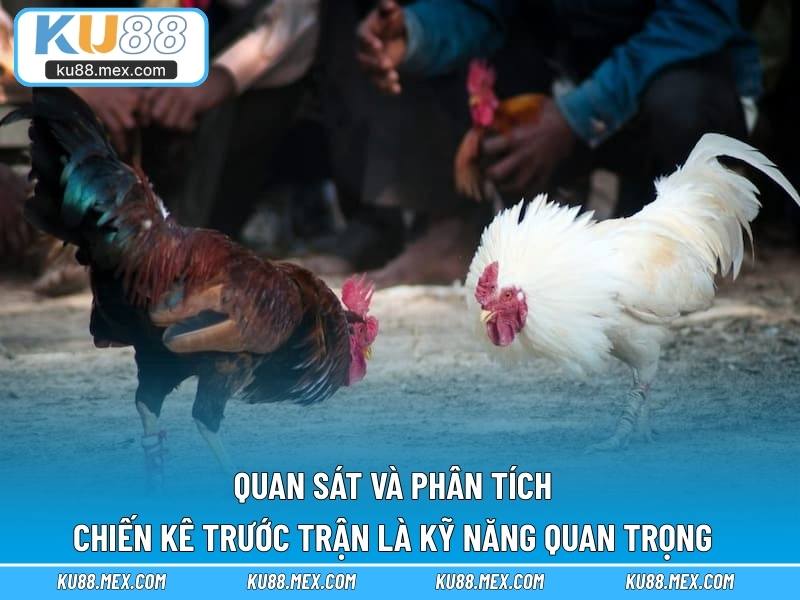 Quan sát và phân tích chiến kê trước trận là kỹ năng quan trọng