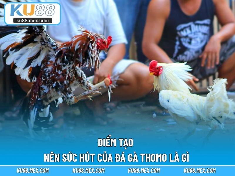 Điểm tạo nên sức hút của đá gà Thomo là gì