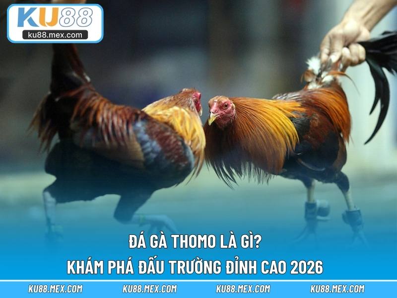 Đá Gà Thomo Là Gì